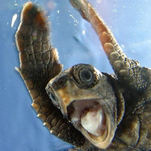 ecstatic_turtle